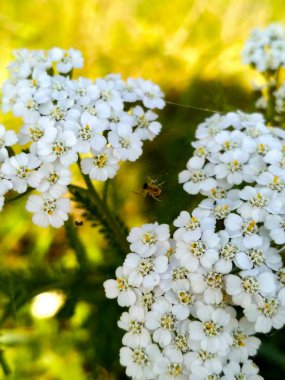 örümcek ağı üzerinde beyaz çiçekler