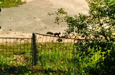 Rustik bir çit sincap.