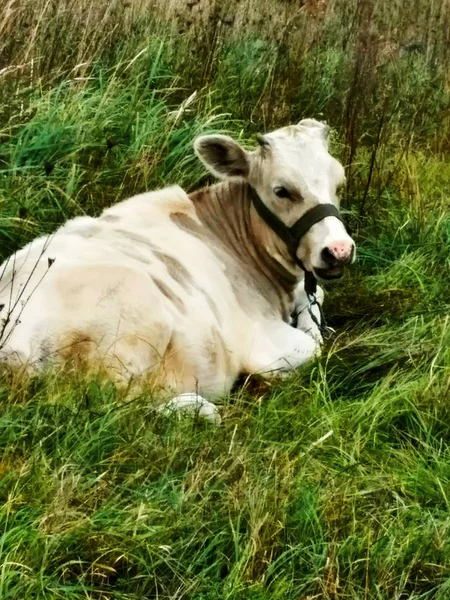 Biały pięknej krowy — Zdjęcie stockowe