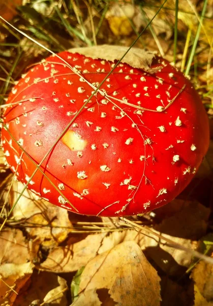 Champignon Funky Fly — Photo