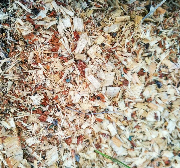 Trä sågspån konsistens — Stockfoto