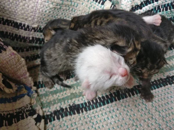 Quatro gatinhos recém-nascidos. Foto muito fofa de gatinhos se agarrando uns aos outros. Um branco três gatos listrados — Fotografia de Stock