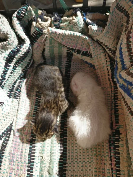 Dos lindos gatitos recién nacidos —  Fotos de Stock