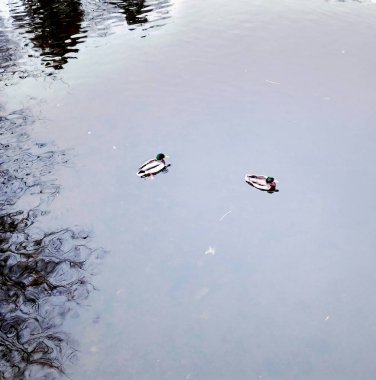 iki yaban ördekleri