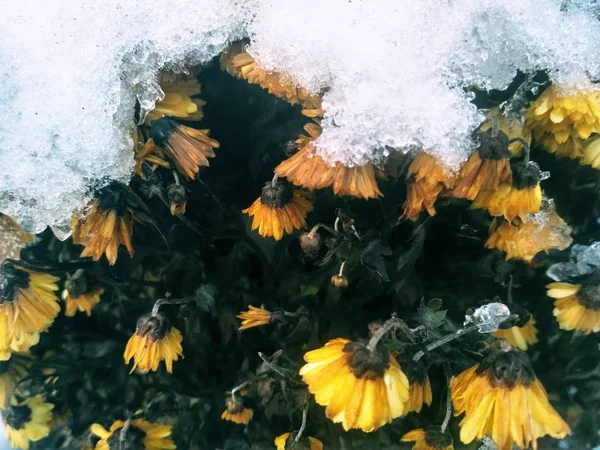 Хризантемы под снегом — стоковое фото