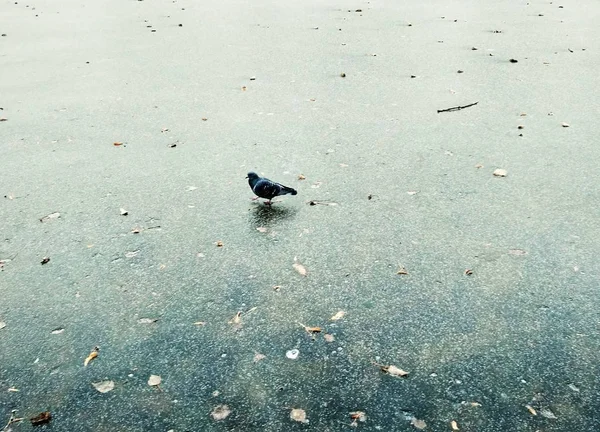 Oiseau sur le lac gelé — Photo