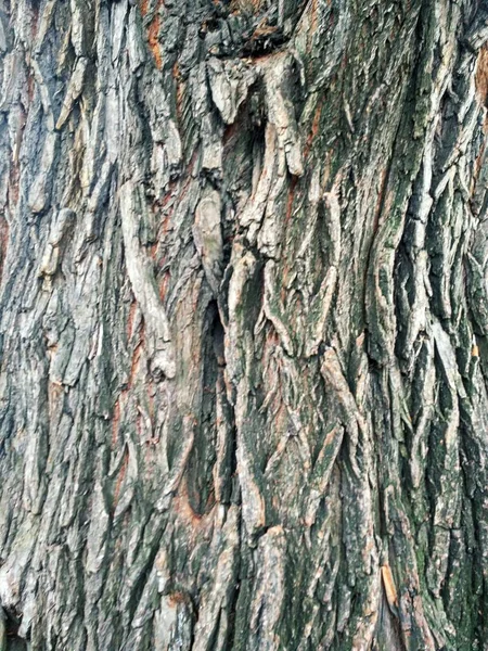 Modello di corteccia di pino. Primo piano — Foto Stock