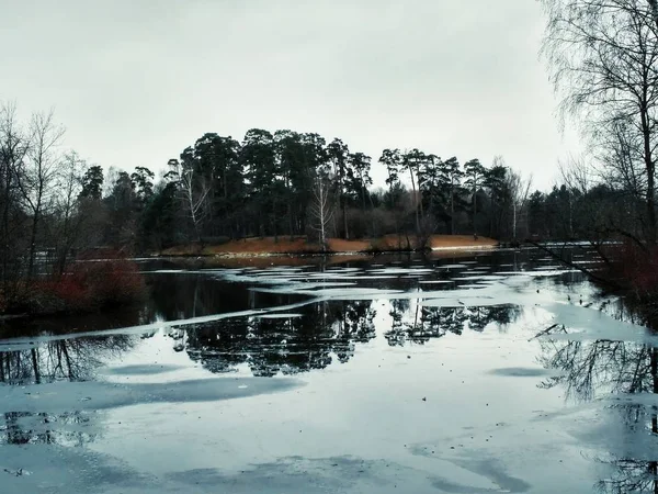Forêt de pins argentés en hiver — Photo
