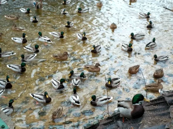 Patos selvagens no lago de inverno — Fotografia de Stock