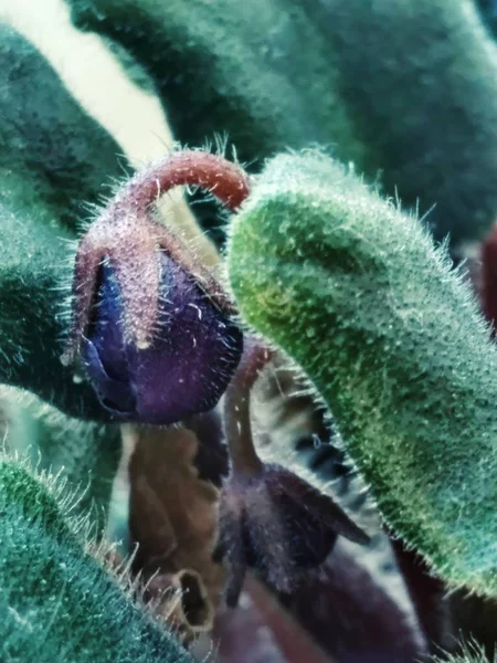 Violet gesloten bud — Stockfoto