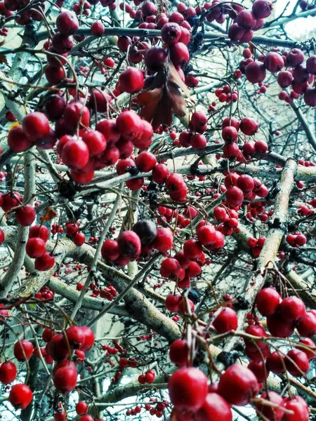 Hawthorn tree in winter — Stock Photo, Image