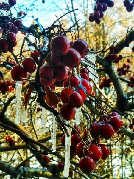 Хоторн зимой — стоковое фото