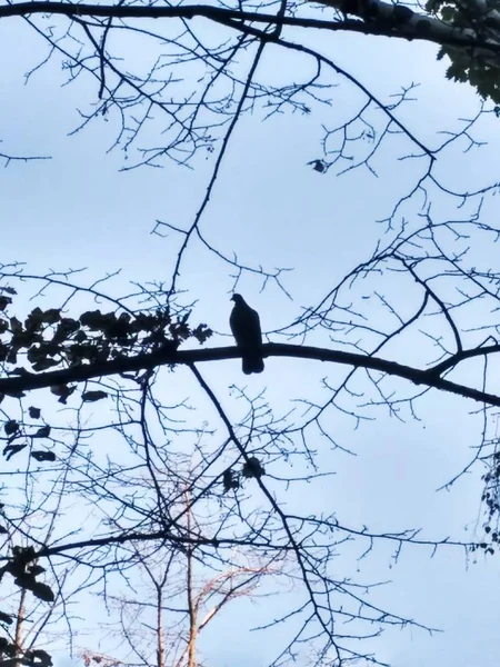 Oiseaux Haut Sur Arbre Ciel Bleu Belle Photo Atmosphérique Pigeons — Photo