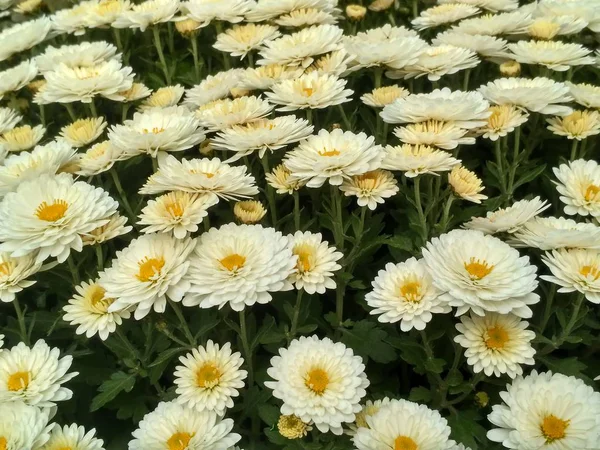 Vita små krysantemum macro bild — Stockfoto
