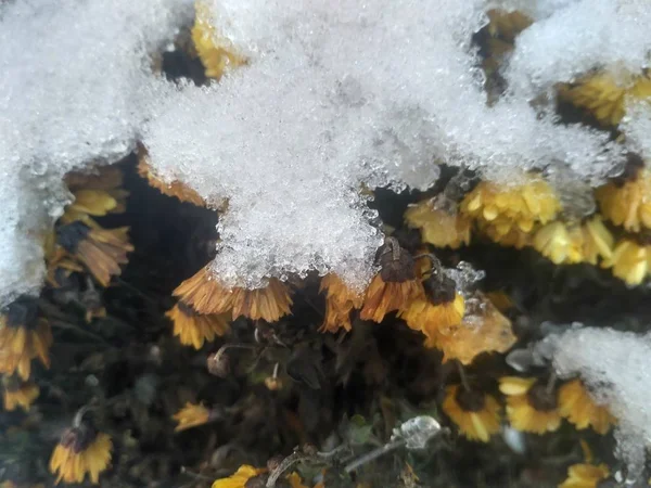 Krysantemum under snö — Stockfoto