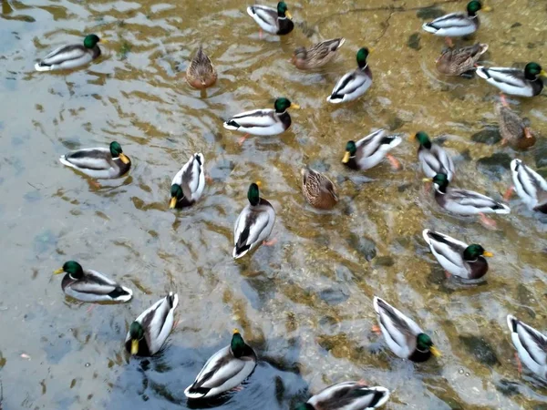 Дикі качки в зимовому озері — стокове фото