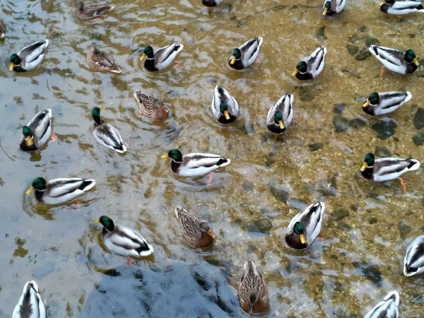 Patos selvagens no lago de inverno — Fotografia de Stock