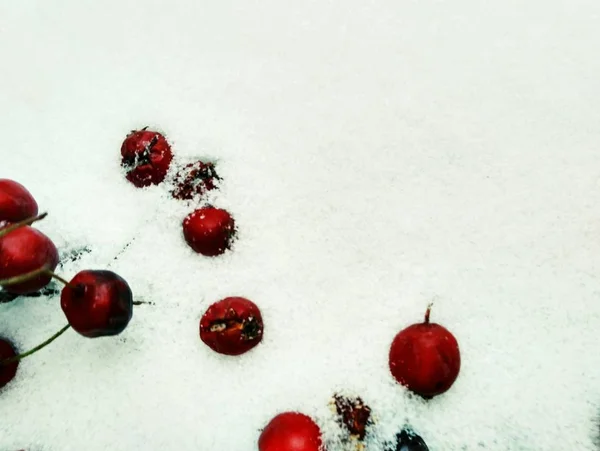 İlk kar üzerinde kırmızı meyveler — Stok fotoğraf