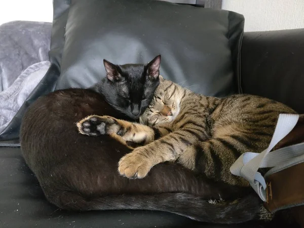 Feliz juntos: Retrato de gatos — Fotografia de Stock