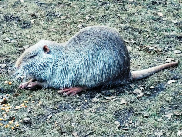 Rolig liten nutria — Stockfoto