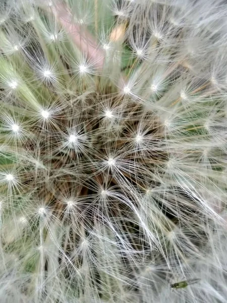 Diente de león de cerca — Foto de Stock