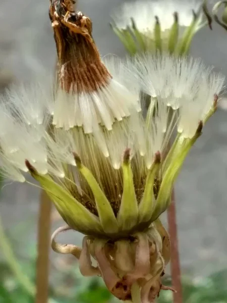 Diente de león de cerca — Foto de Stock