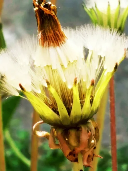 Diente de león de cerca — Foto de Stock