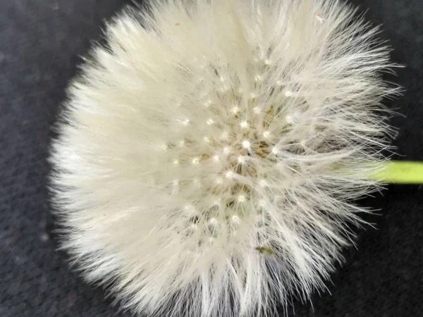 Diente de león de cerca — Foto de Stock