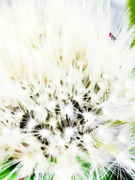 Diente de león de cerca — Foto de Stock