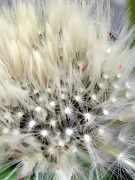 Diente de león de cerca — Foto de Stock