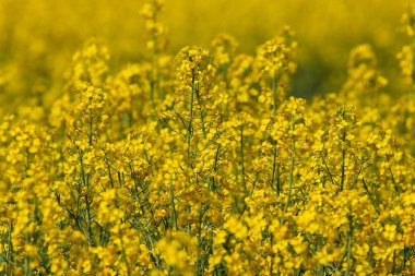 Bahar mevsiminde sarı kolza tohumu tarlası. Sarı küçük kolza tohumu çiçekleri. Kolza çekirdeği tarlası. Kanola.