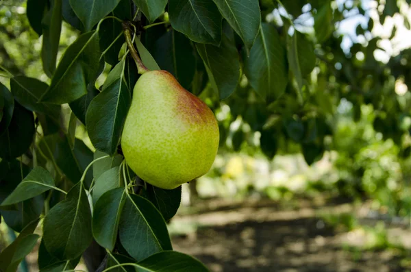 Armut ağacı dalı olgunlaşır. Armut meyve sabah bahçedeki.