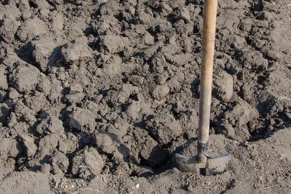 Shovel Gardener Digs Soil Planting Plants Potatoes — Stock Photo, Image