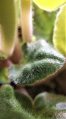 Crocus - ilkbahar çiçeklerinden biri.