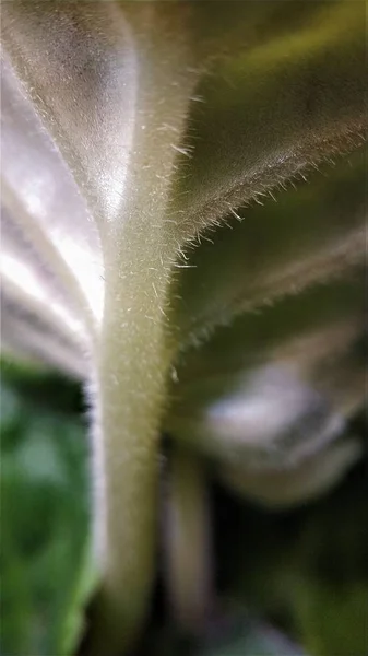 El azafrán - una de las primeras flores primaverales —  Fotos de Stock