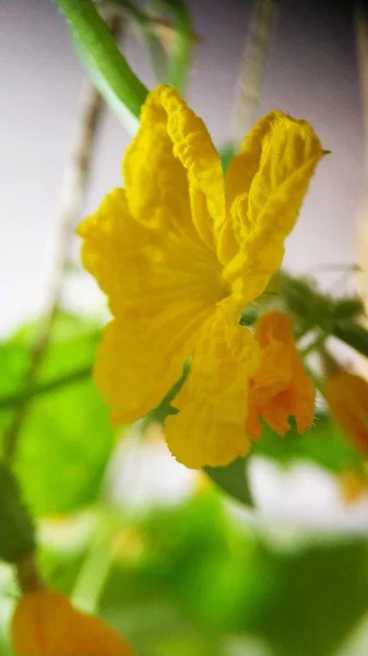 黄色黄瓜花。菜园里的蔬菜. — 图库照片