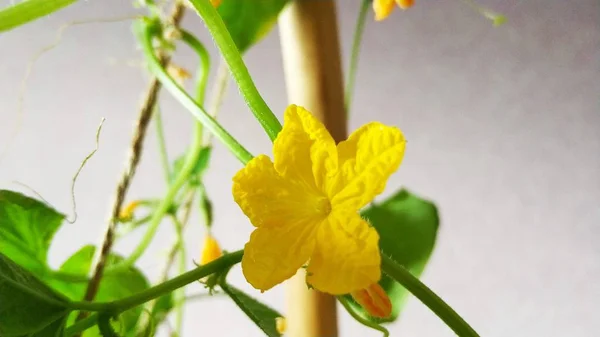 Sárga uborka virág. A veteményeskert zöldség. — Stock Fotó