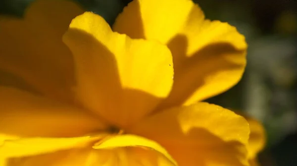 Flowers of marigolds of orange, yellow, red flowers — Stock Photo, Image