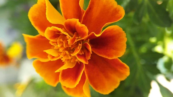 Kwiaty z kaczeńce pomarańczowe, żółte, czerwone kwiaty — Zdjęcie stockowe