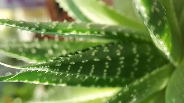 Macro groen succulente cactus verjongd close-up voor achtergrond — Stockfoto