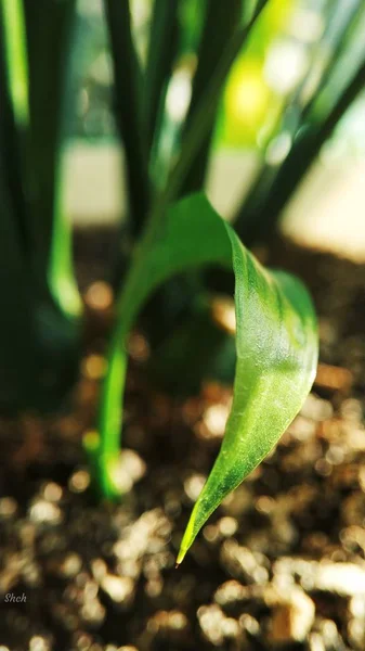 Brote verde que crece del suelo en una maceta —  Fotos de Stock