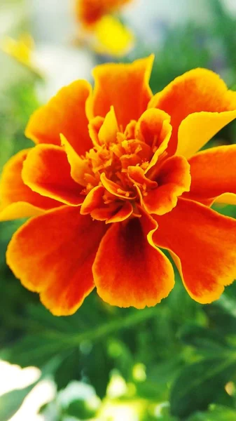 Marigolds turuncu, sarı, kırmızı çiçek çiçekler — Stok fotoğraf