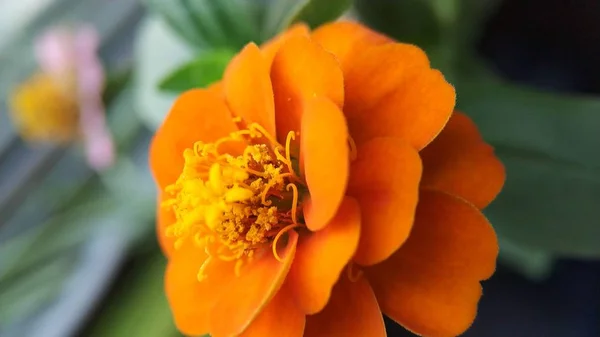 Bahçe çok renkli muhteşem çiçek pembe, turuncu renk ile — Stok fotoğraf