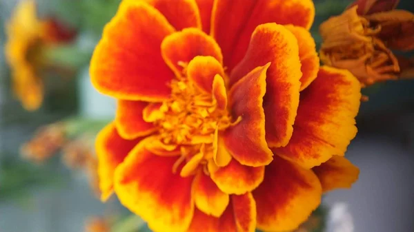 Kwiaty z kaczeńce pomarańczowe, żółte, czerwone kwiaty — Zdjęcie stockowe