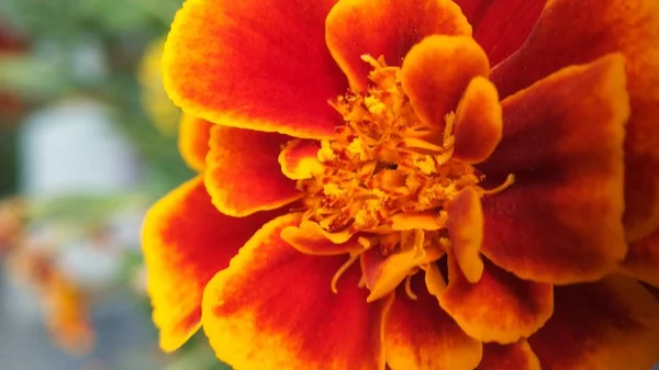 Marigolds turuncu, sarı, kırmızı çiçek çiçekler — Stok fotoğraf