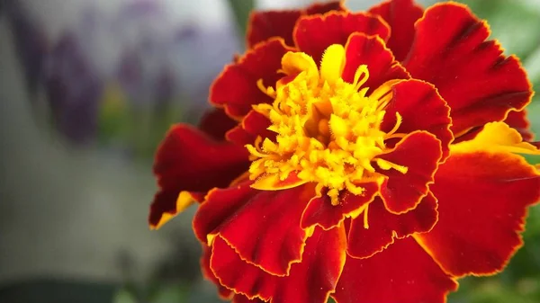 Marigolds turuncu, sarı, kırmızı çiçek çiçekler — Stok fotoğraf