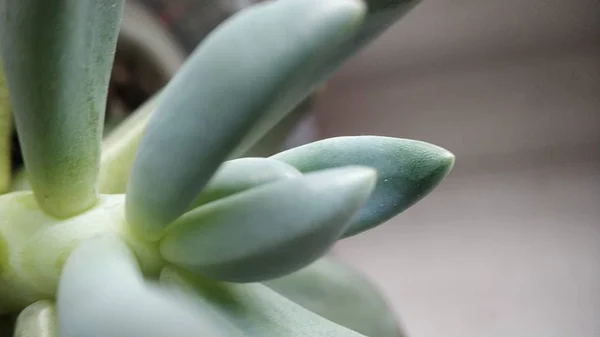 Macro green succulent cactus meremajakan close-up untuk latar belakang — Stok Foto