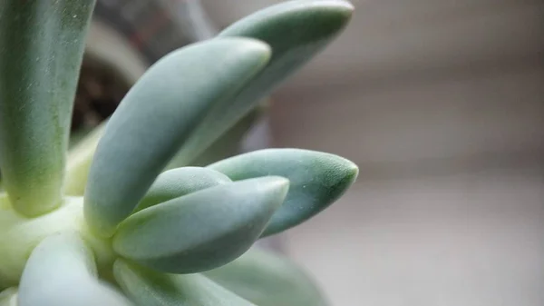 Macro green succulent cactus meremajakan close-up untuk latar belakang — Stok Foto