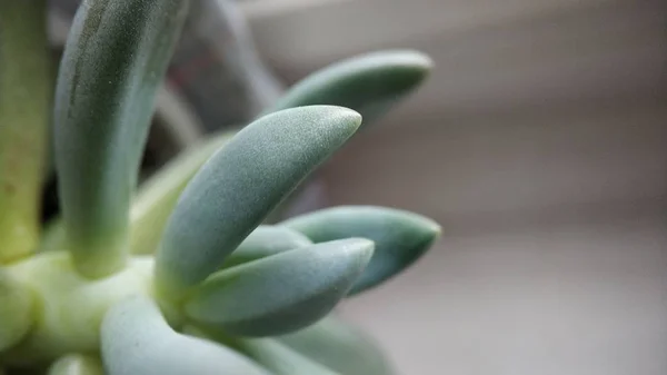 Macro cactus succulento verde ringiovanito primo piano per sfondo — Foto Stock