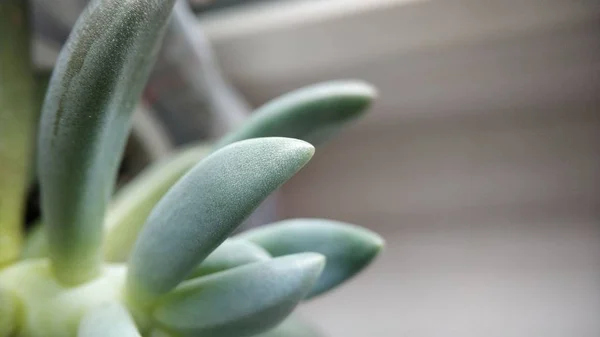 Macro verde suculento cacto rejuvenescido close-up para fundo — Fotografia de Stock